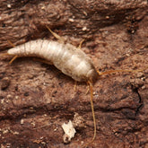 Lepisma saccarhina “Cumming” Silverfish