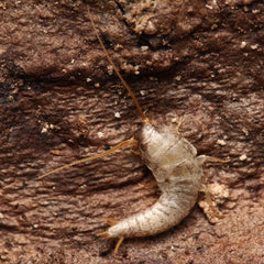 Lepisma saccarhina “Cumming” Silverfish