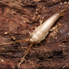 Lepisma saccarhina “Cumming” Silverfish