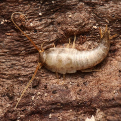 Lepisma saccarhina “Cumming” Silverfish