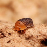 Spherillo “Dwarf Duckies”