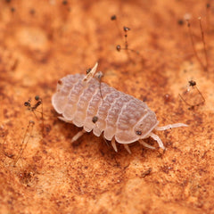 Ctenorillo Sp " Boqueron" - Puerto Rico Spiky Isopod