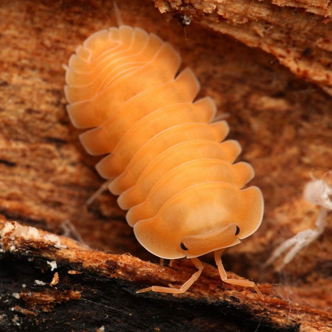 orange freezy isopod on wood