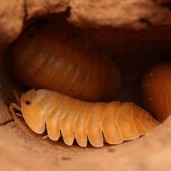 Cubaris Sp. “Orange Freezy”