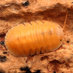 Orange pill bug on a brown surface