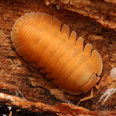 Cubaris Sp. “Orange Freezy”