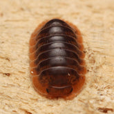 Cubaris Iriomotensis “Miyako” on wood