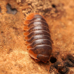 Cubaris Iriomotensis “Miyako”