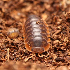 Cubaris Iriomotensis “Miyako”