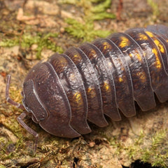 Auction Armadillidium 300ct
