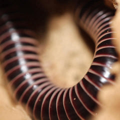 Chicobolus spinigerus - “Mixed Locality” - Ivory Millipede