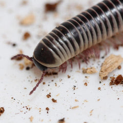Chicobolus spinigerus - “Mixed Locality” - Ivory Millipede