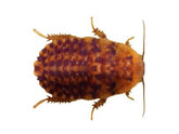 Discoid Roaches