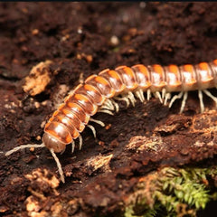 Euryurus sp. “West Tennessee”