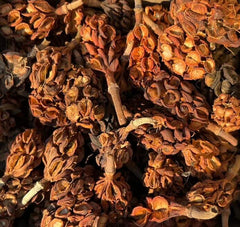 Sweet Bay - Small Magnolia Seed Pods