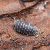 Venezillo Pisum "Everglades"