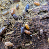 Armadillidium Sp. Punta Cana