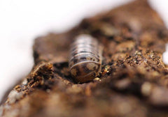 Venezillo Parvus “264”