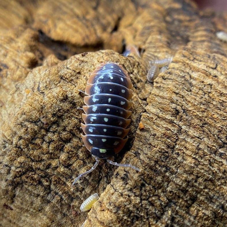 Armadillidium Klugii Montenegro