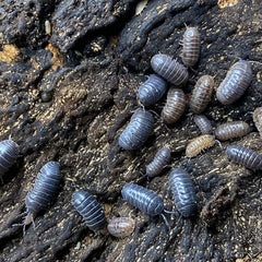 Armadillidium Vulgare Wild