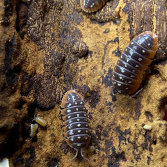 Armadillidium Klugii Montenegro