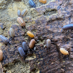Armadillidium Sp. Punta Cana