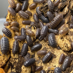 Armadillidium Vulgare Wild
