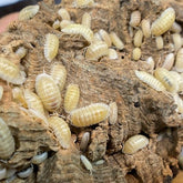 Armadillidium Nasatum White Out