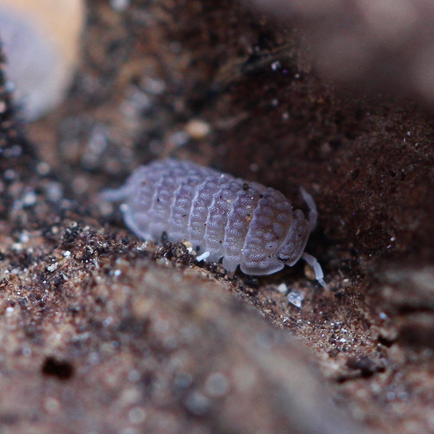 rare-tropical-isopods