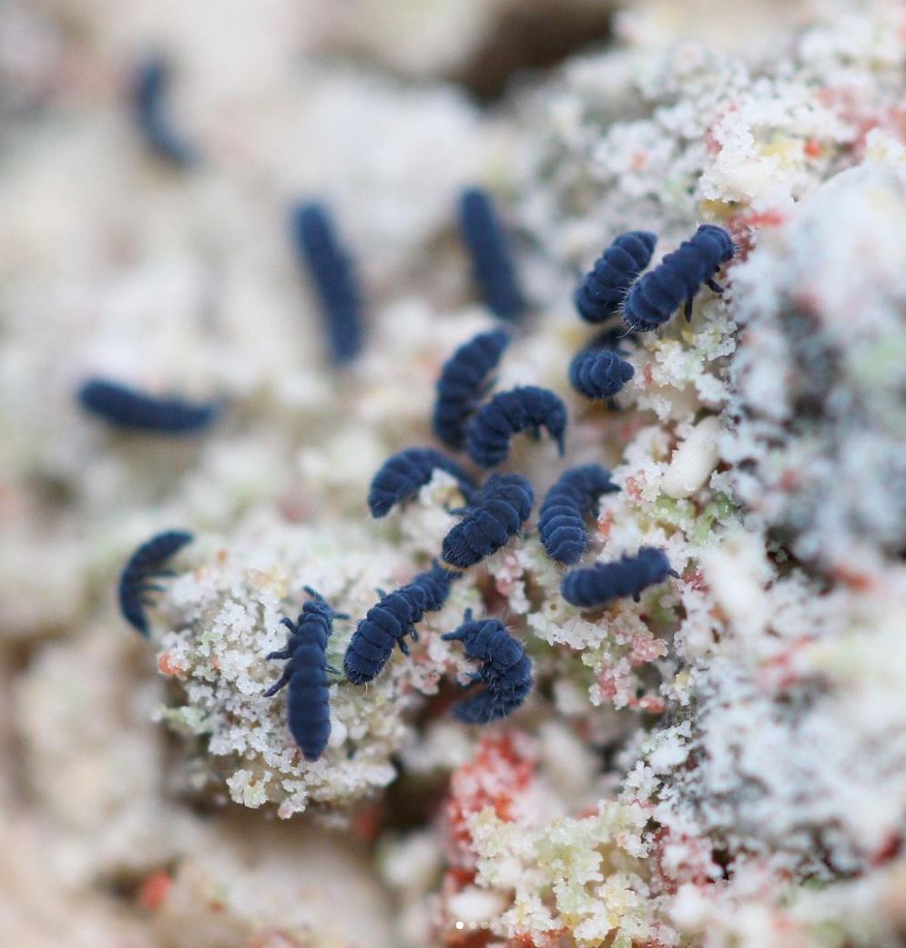 Springtails – Tropical Isopods