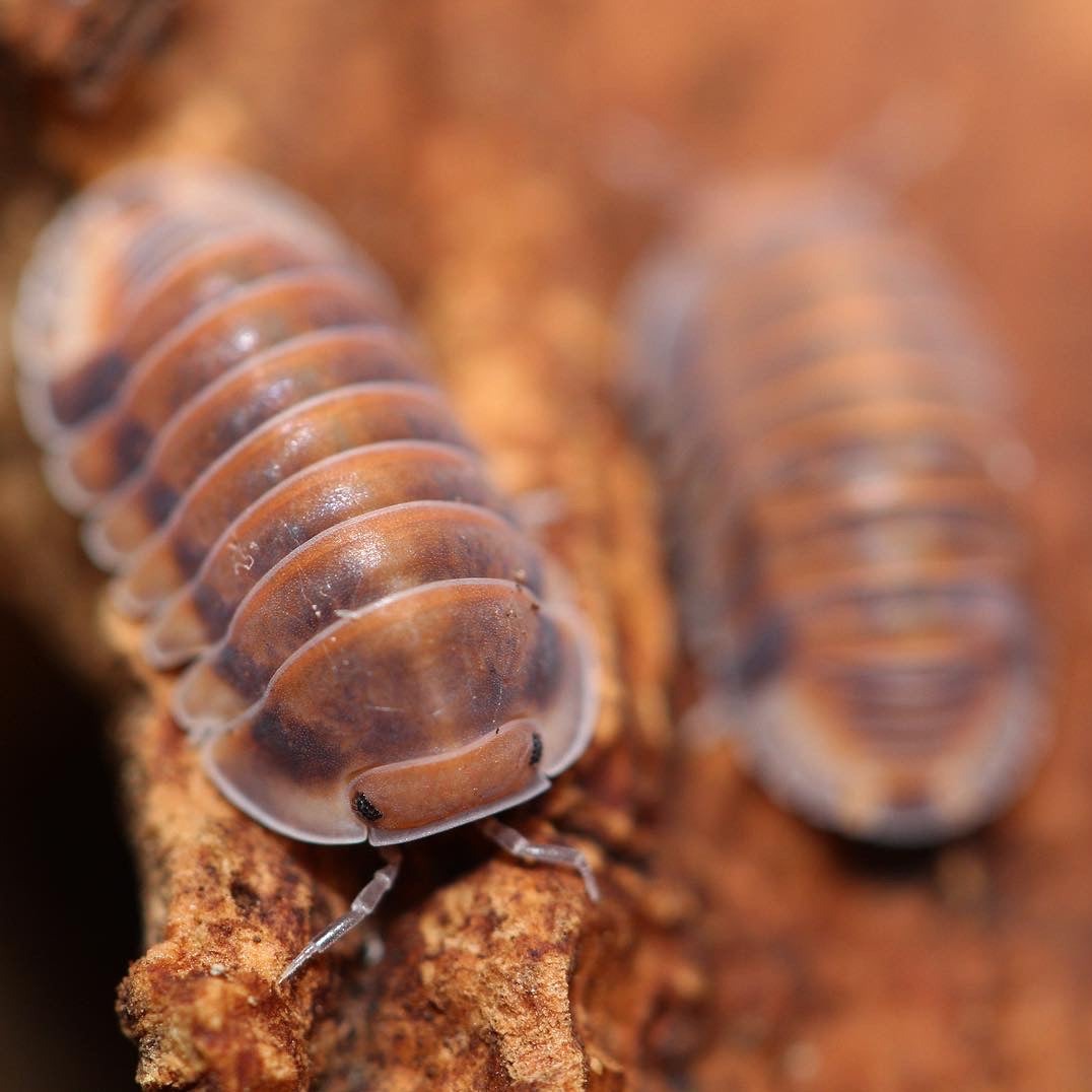 Cubaris Sp. Red Pak Chong Cubaris
