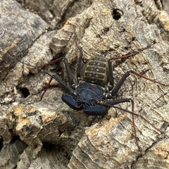 Tailless Whip Scorpion