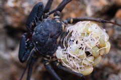 Tailless Whip Scorpion