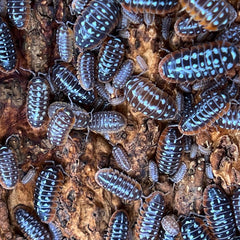 Armadillidium Klugii Slano