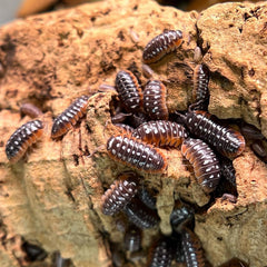 Armadillidium Klugii Slano