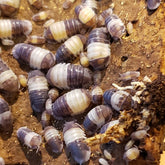 Cubaris Sp. Panda King