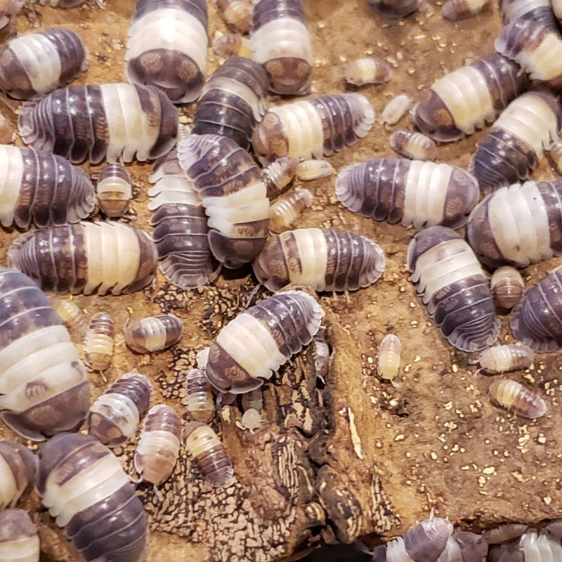 Cubaris Sp Panda King Tropical Isopods cubaris-sp-panda-king-tropical-isopods