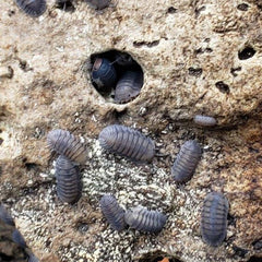 Cubaris Sp. Blue Pigeon Cubaris