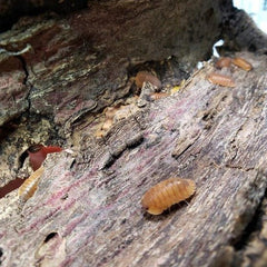 Cubaris Sp Orange Tiger Surat Thani