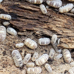 Armadillidium Sp. Marbleized