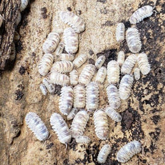 Armadillidium Sp. Marbleized