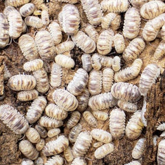 Armadillidium Sp. Marbleized