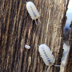 Cubaris Sp. Albino Red Edge Cubaris