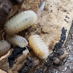 Cubaris Sp. Albino Red Edge Cubaris