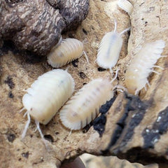 Cubaris Sp. Albino Red Edge Cubaris