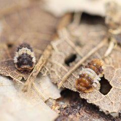 Isopoda Sp. Thai Spike Spiky 5Ct Cubaris