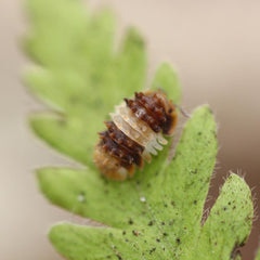 Isopoda Sp. Thai Spike Spiky 5Ct Cubaris