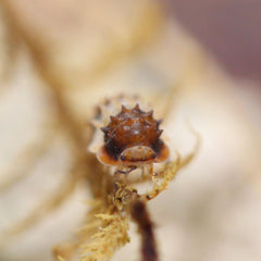 Isopoda Sp. Thai Spike Spiky 5Ct Cubaris