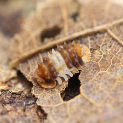 Isopoda Sp. Thai Spike Spiky 5Ct Cubaris