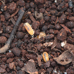 Elumoides Sp. Yellow Submarines Cubaris